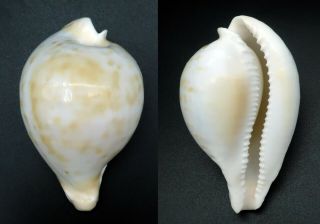 Rarity Cypraea Umbilia Petilirostris F,  /gem 63.  7 Mm Australia Cowrie Seashell