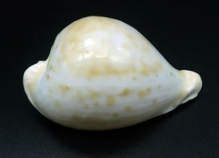 Rarity Cypraea Umbilia petilirostris F,  /GEM 63.  7 mm Australia cowrie seashell 3