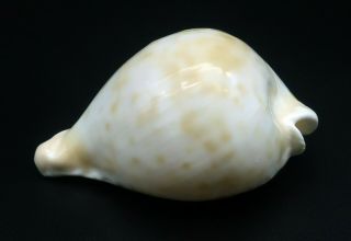 Rarity Cypraea Umbilia petilirostris F,  /GEM 63.  7 mm Australia cowrie seashell 5