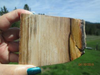 A Striking Polished Golden Oak Petrified Wood Specimen