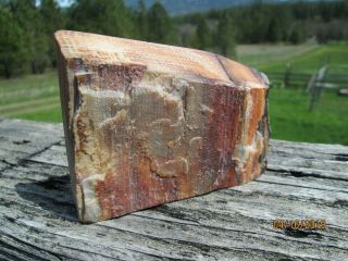 A Striking Polished Golden Oak Petrified Wood Specimen 4