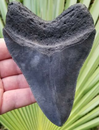 Jet Black Serrated 5.  00 " Megalodon Tooth.  Absolutely No Restoration