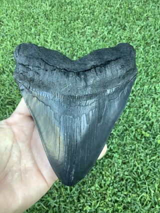 Very Large 6.  26” Megalodon Shark Tooth 5.  03” Wide 100 Natural - No Restoration.