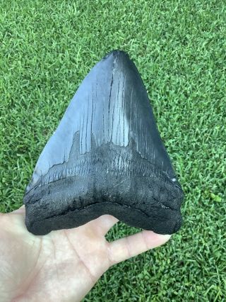 Very Large 6.  26” Megalodon Shark Tooth 5.  03” Wide 100 natural - NO restoration. 3