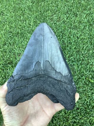 Very Large 6.  26” Megalodon Shark Tooth 5.  03” Wide 100 natural - NO restoration. 4