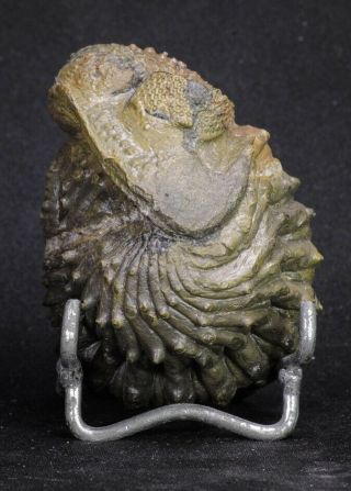 20068 - Rolled 2.  84 Inch Drotops Armatus Middle Devonian Trilobite