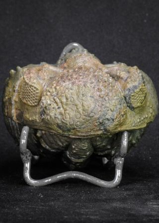 20068 - Rolled 2.  84 Inch Drotops armatus Middle Devonian Trilobite 2