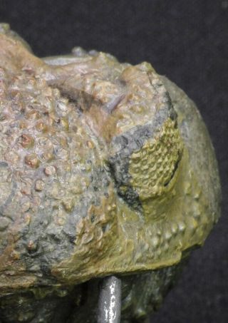 20068 - Rolled 2.  84 Inch Drotops armatus Middle Devonian Trilobite 4