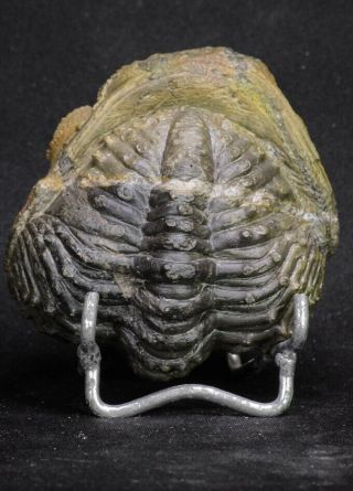 20068 - Rolled 2.  84 Inch Drotops armatus Middle Devonian Trilobite 5