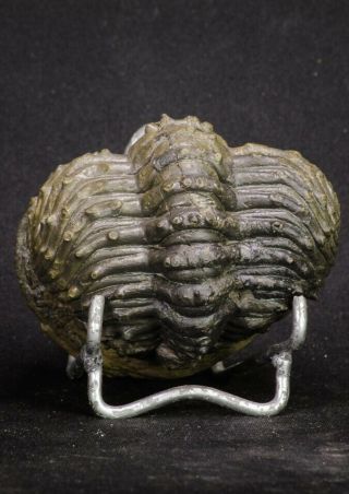 20068 - Rolled 2.  84 Inch Drotops armatus Middle Devonian Trilobite 7