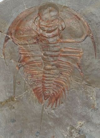 Trilobite Fossil Olenellus Fremonti