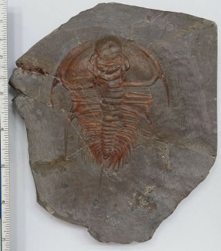 Trilobite Fossil Olenellus Fremonti 2
