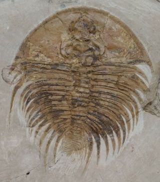Trilobite Fossil Olenellus Floweri Nevada