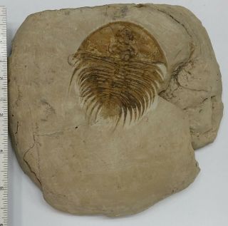 Trilobite Fossil Olenellus Floweri Nevada 2