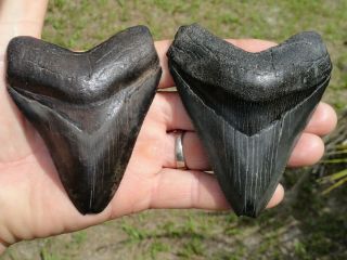 7) 2 4 Inch Megs Megalodon Shark Teeth Fossil