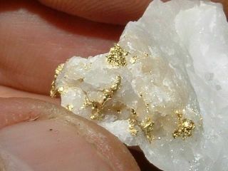 California Gold Quartz Specimen Natural Gold Nugget 16.  7 Gram Gold In Quartz
