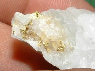 CALIFORNIA GOLD QUARTZ SPECIMEN NATURAL GOLD NUGGET 16.  7 GRAM GOLD IN QUARTZ 6