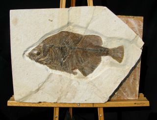 Extinctions - Huge Predatory Phareodus Fossil Fish Plate - Over A Foot Long