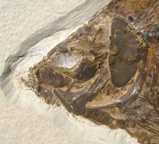 EXTINCTIONS - HUGE PREDATORY PHAREODUS FOSSIL FISH PLATE - OVER A FOOT LONG 2