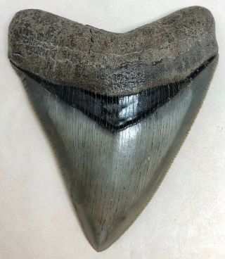 Large Museum Quality Upper Megalodon Fossil Shark Tooth Razor Sharp And Perfect