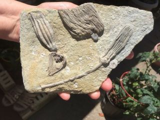 Mississippian Crinoid Fossil Plate Crawfordsville,  Indiana 4 Crinoids On Plate