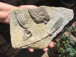 Mississippian Crinoid Fossil Plate Crawfordsville,  Indiana 4 Crinoids on Plate 2