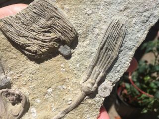Mississippian Crinoid Fossil Plate Crawfordsville,  Indiana 4 Crinoids on Plate 3