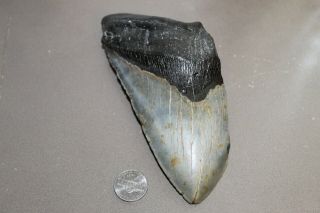 Megalodon Fossil Giant Shark Teeth Natural Large 6.  18 " Huge Tooth