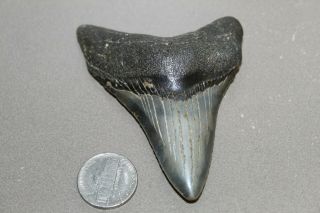 Megalodon Fossil Giant Shark Teeth Natural Large 3.  40 " Commercial Grade