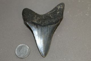 MEGALODON Fossil Giant Shark Teeth Natural Large 3.  40 