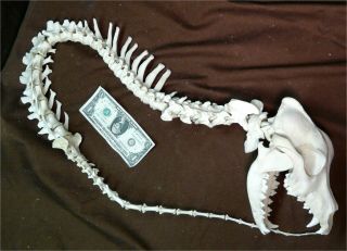 Complete Articulated Huge Coyote Spine,  Skull Predator Cosplay