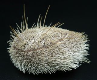 Exceptional,  W/spines Eupatagus Valenciennesi 48.  9 Mm Heart Urchin Sea Urchin