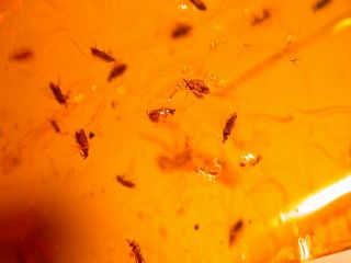 Swarm Of 20 Flies With Liverwort Winged Ants In Authentic Dominican Amber Fossil
