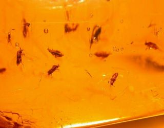 SWARM of 20 Flies with Liverwort Winged Ants in Authentic Dominican Amber Fossil 2