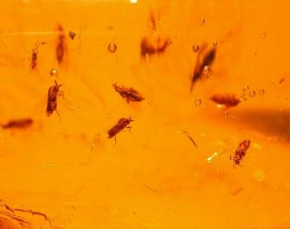 SWARM of 20 Flies with Liverwort Winged Ants in Authentic Dominican Amber Fossil 3