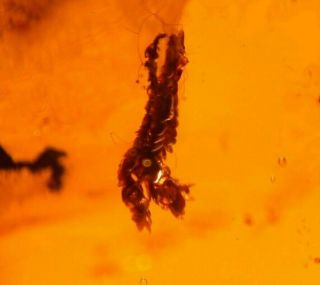 SWARM of 20 Flies with Liverwort Winged Ants in Authentic Dominican Amber Fossil 4