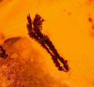 SWARM of 20 Flies with Liverwort Winged Ants in Authentic Dominican Amber Fossil 5