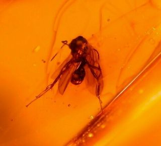 SWARM of 20 Flies with Liverwort Winged Ants in Authentic Dominican Amber Fossil 7
