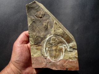 Monster Olenellus Gilberti Trilobite - Pioche Shale – Nevada