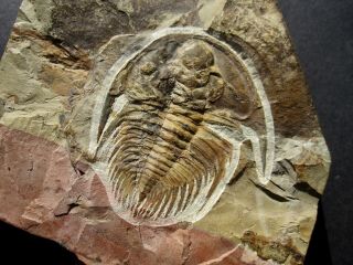Monster Olenellus gilberti Trilobite - Pioche Shale – Nevada 2