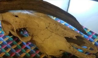 Real Cow Skull Taxidermy Naturally Cleaned,  Bleached,  Craft,  Landscaping