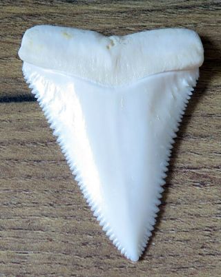 2.  020 " Upper Nature Modern Great White Shark Tooth (teeth)