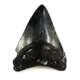 Carcharodon Megalodon Fossil Shark Tooth (ea8474) Bone Valley Fmn Florida Usa