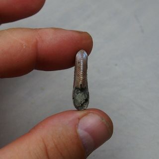 28mm ABNORMAL Quenstedtoceras Pyrite Ammonite Fossils Callovian Fossilien Russia 7