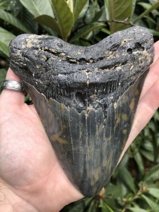 Huge Serrated 5.  95” Megalodon Tooth Fossil Shark Teeth Almost 1 Pound 11
