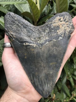 Huge Serrated 5.  95” Megalodon Tooth Fossil Shark Teeth Almost 1 Pound 12