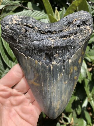 Huge Serrated 5.  95” Megalodon Tooth Fossil Shark Teeth Almost 1 Pound