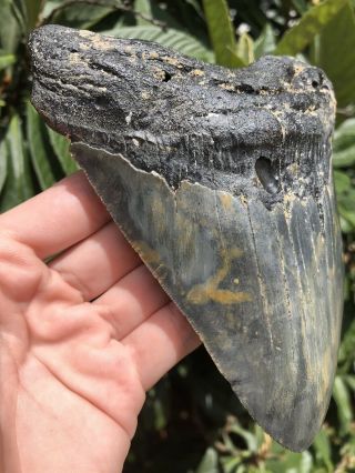 Huge Serrated 5.  95” Megalodon Tooth Fossil Shark Teeth Almost 1 Pound 2