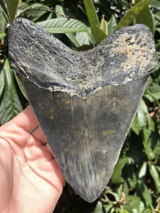 Huge Serrated 5.  95” Megalodon Tooth Fossil Shark Teeth Almost 1 Pound 4