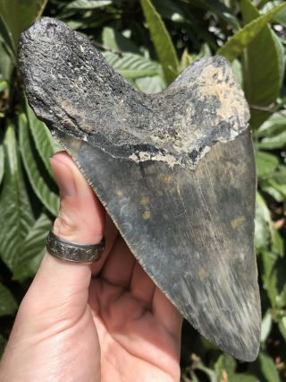 Huge Serrated 5.  95” Megalodon Tooth Fossil Shark Teeth Almost 1 Pound 5